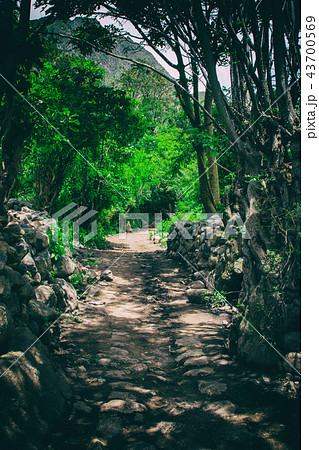 Inca Trail path to Machu Picchu in the jungle. 43700569