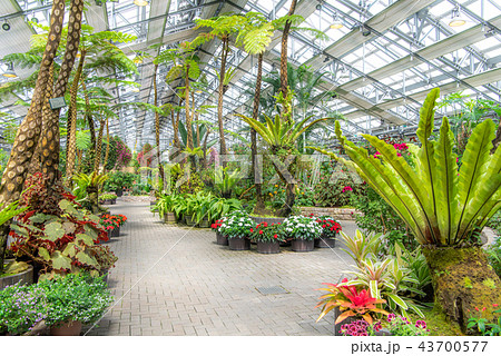 ベゴニアガーデン（なばなの里） 43700577