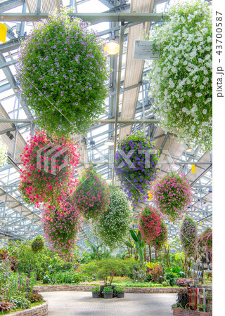 ベゴニアガーデン(なばなの里) ベゴニアガーデン(なばなの里) 43700587