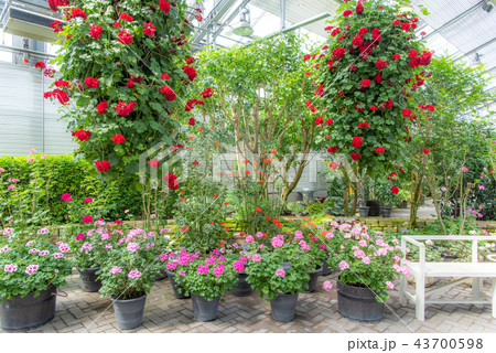 ベゴニアガーデン（なばなの里） 43700598