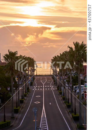 千葉県　館山市　椰子の並木　館山駅前 43700757