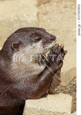 コツメカワウソ コツメカワウソ 43700902