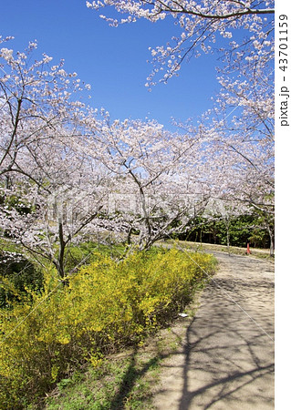 和歌山県南紀白浜の平草原公園の桜 春 の写真素材