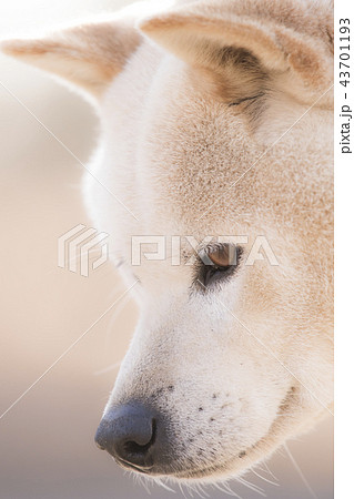 かわいい犬 日本犬 犬の写真素材