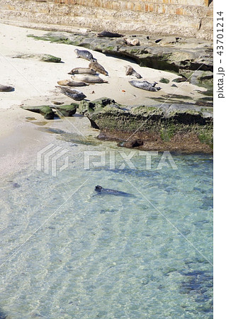アメリカ合衆国カリフォルニア州サンディエゴのラホヤの海岸のアザラシの群れ 43701214