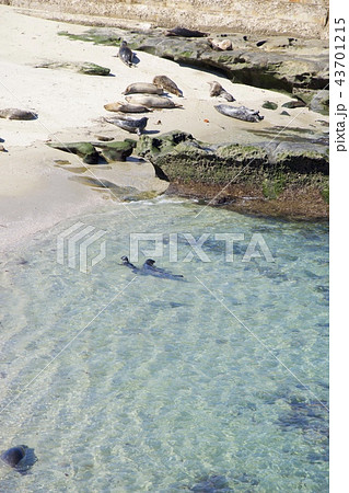 アメリカ合衆国カリフォルニア州サンディエゴのラホヤの海岸のアザラシの群れ 43701215
