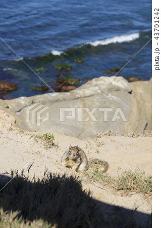 アメリカ合衆国カリフォルニア州サンディエゴのラホヤの海岸のリス 43701242