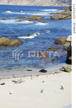 アメリカ合衆国カリフォルニア州サンディエゴのラホヤの海岸のアザラシの群れ 43701271