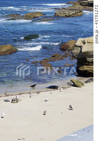 アメリカ合衆国カリフォルニア州サンディエゴのラホヤの海岸のアザラシの群れ 43701272