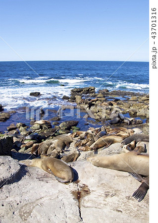 アメリカ合衆国カリフォルニア州サンディエゴのラホヤの海岸のアシカの群れ 43701316