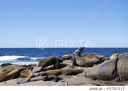 アメリカ合衆国カリフォルニア州サンディエゴのラホヤの海岸のアシカの群れ 43701317
