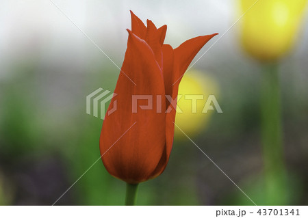 真っ赤なチューリップ 真っ赤なチューリップ 43701341