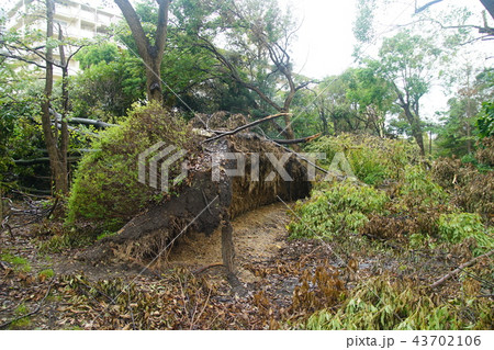 台風21号の爪痕 大野川緑陰道路 43702106