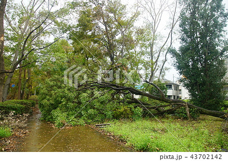 台風21号の爪痕 大野川緑陰道路 台風21号の爪痕 大野川緑陰道路 43702142