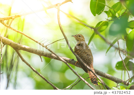 Bird (Plaintive Cuckoo) in a nature wild 43702452