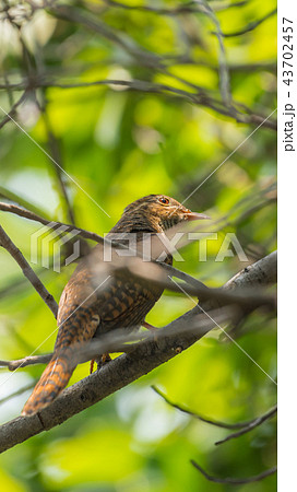 Bird (Plaintive Cuckoo) in a nature wild Bird (Plaintive Cuckoo) in a nature wild 43702457