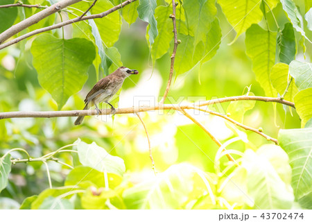 Bird (Yellow-vented Bulbul) on tree in nature wild 43702474