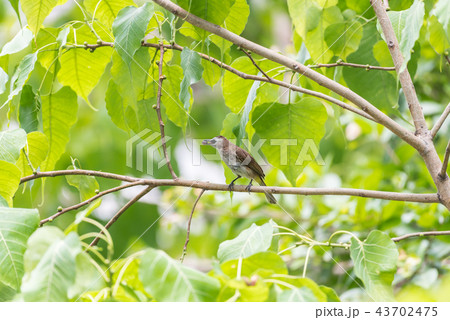 Bird (Yellow-vented Bulbul) on tree in nature wild Bird (Yellow-vented Bulbul) on tree in nature wild 43702475