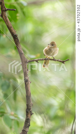 Bird (Streak-eared bulbul) on tree in nature wild 43702502
