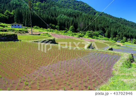 里山の棚田 里山の棚田 43702946