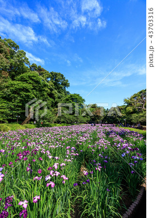花菖蒲園 43703316