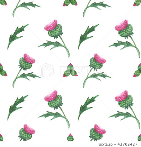 Watercolor thistle seamless pattern Watercolor thistle seamless pattern 43703427