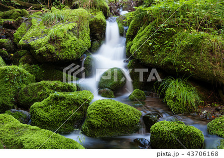 江原道 コケ 山 43706168