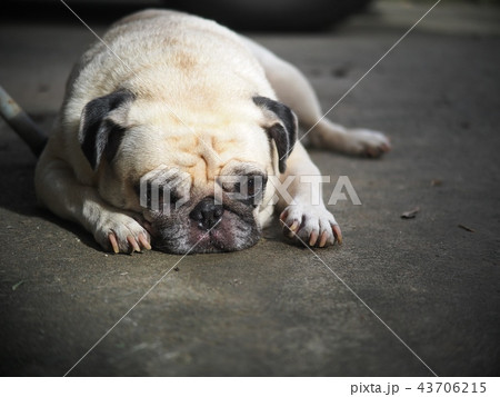 lovely happy white fat cute pug dog portraits lovely happy white fat cute pug dog portraits 43706215