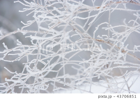 江原道 韓国 屋外 43706851