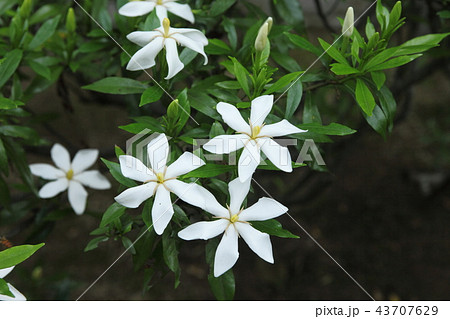 馬見丘陵公園のコクチナシ 馬見丘陵公園のコクチナシ 43707629