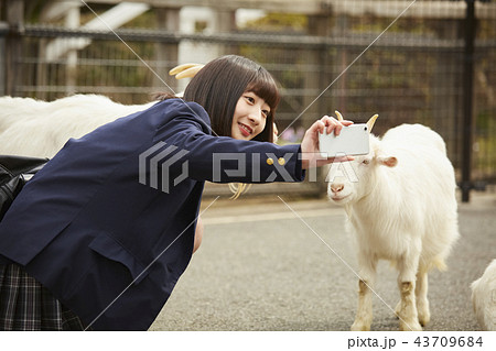 動物園で遊ぶ女子高生 43709684