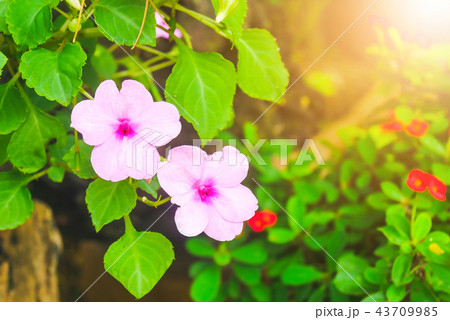 Impatiens hawkeri (New Guinea impatiens) flowers i 43709985