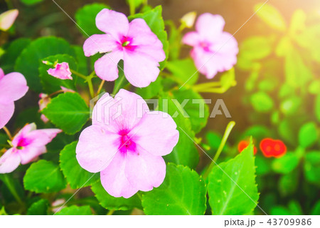 Impatiens hawkeri (New Guinea impatiens) flowers i Impatiens hawkeri (New Guinea impatiens) flowers i 43709986