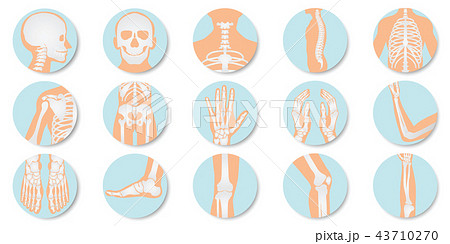 Orthopedic and skeleton icon set on white backgrou 43710270