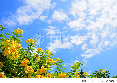 アリアケカズラ 43710969