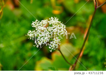 深山猪独活 43711236