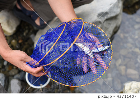 小魚釣り 43711407