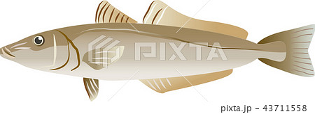 キス キス 43711558