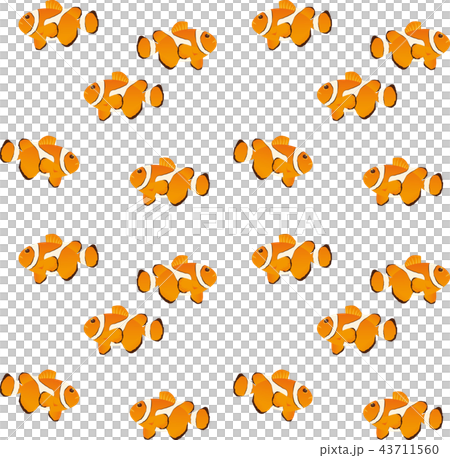 カクレクマノミ 43711560