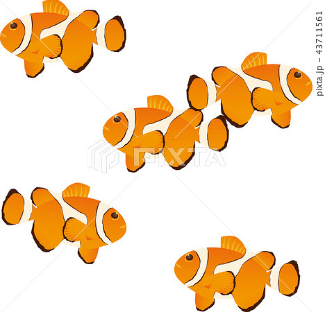 カクレクマノミ 43711561