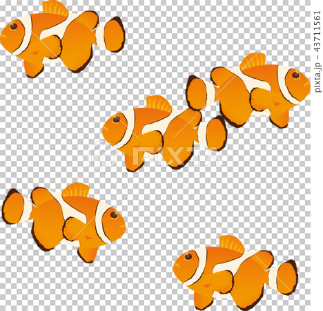 カクレクマノミ 43711561