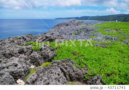 夏の辺戸岬園地 43711741