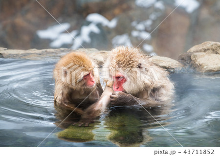 長野地獄谷温泉 温泉に入るニホンザル 43711852