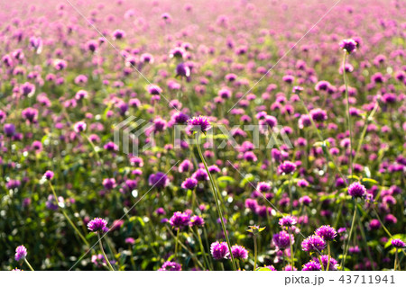 背景 写真 感性 43711941