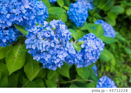 梅雨時の鮮やかな青色のあじさい 梅雨時の鮮やかな青色のあじさい 43712228
