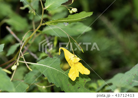 キツリフネソウ 43712413