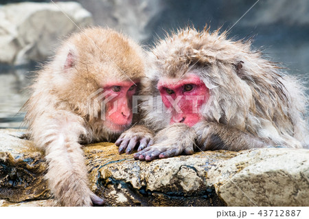 長野地獄谷温泉 温泉に入るニホンザル 43712887