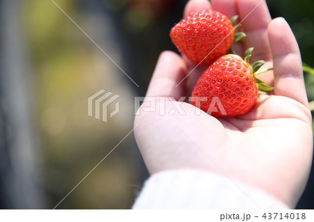 イチゴ狩り イチゴ狩り 43714018