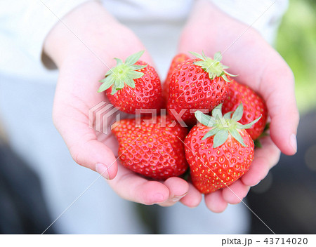 イチゴ狩り 43714020