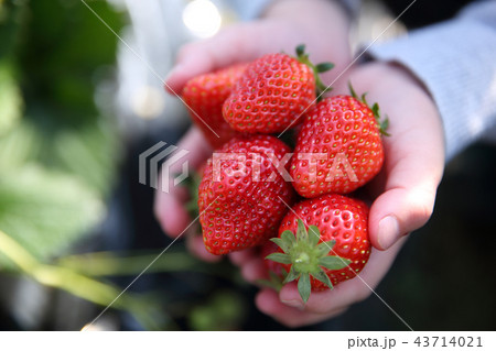 イチゴ狩り イチゴ狩り 43714021